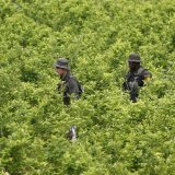 Malgré la surveillance par la police et les destructions de plantations et de laboratoires, la culture de la coca et la production de cocaïne ont battu des records l'an dernier en Colombie (Photo d'illustration).